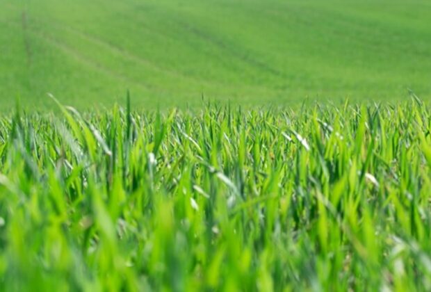 5 Benefits of Winterizing Your Lawn