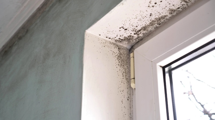 Mold Inspections