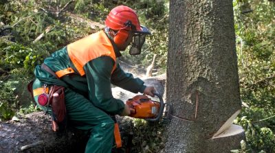 Tree Repair