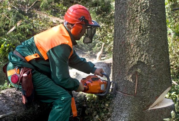 Tree Repair