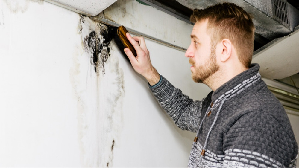 DIY Mold Removal